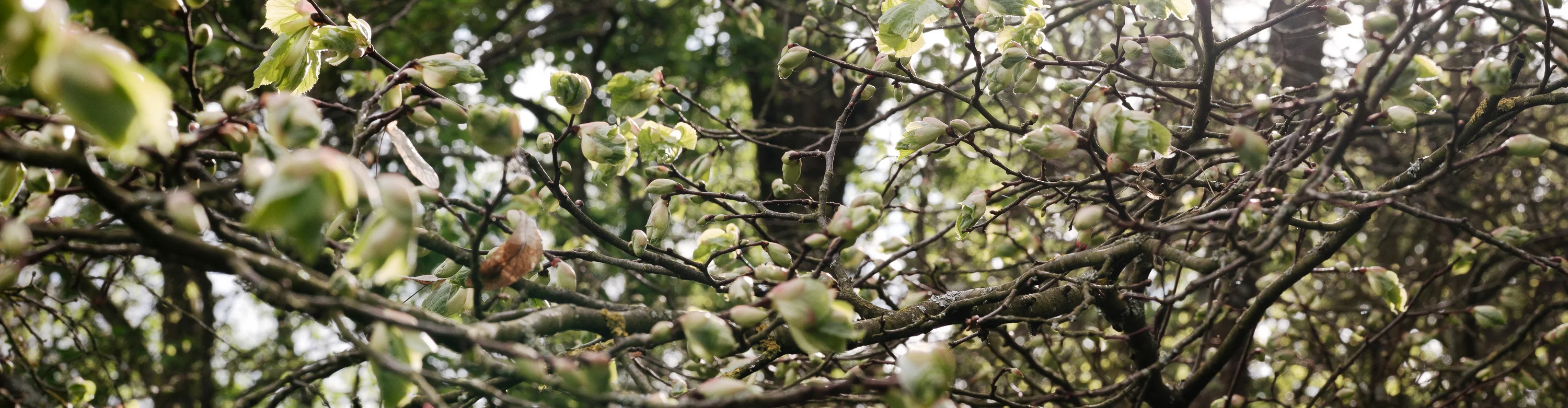 Ornamental, Nahaufnahme von Blüten und Blättern